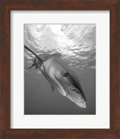 Oceanic Whitetip Shark, Cat Island, Bahamas Fine Art Print
