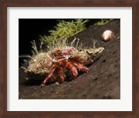 Hermit Crab on sponge in Gulf of Mexico Fine Art Print