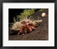 Hermit Crab on sponge in Gulf of Mexico Fine Art Print
