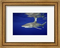 Oceanic Whitetip shark Fine Art Print