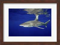 Oceanic Whitetip shark Fine Art Print