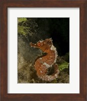 Orange seahorse, West Palm Beach, Florida Fine Art Print