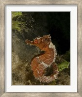 Orange seahorse, West Palm Beach, Florida Fine Art Print