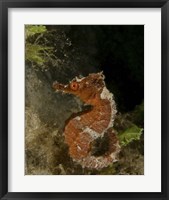 Orange seahorse, West Palm Beach, Florida Fine Art Print