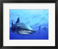 Diver swimming with Oceanic Whitetip Sharks, Cat Island, Bahamas Fine Art Print
