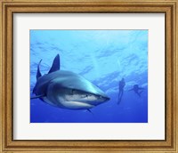 Diver swimming with Oceanic Whitetip Sharks, Cat Island, Bahamas Fine Art Print