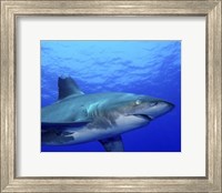 Close-up side view of an Oceanic Whitetip Shark Fine Art Print