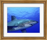 Close-up side view of an Oceanic Whitetip Shark Fine Art Print