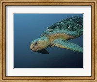 Loggerhead Sea Turtle off the coast of North Carolina Fine Art Print