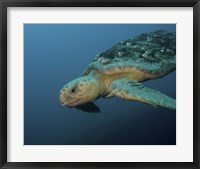 Loggerhead Sea Turtle off the coast of North Carolina Fine Art Print