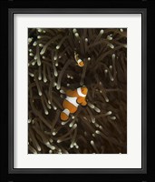 Pair of Anemonefish, Manado, Indonesia Fine Art Print