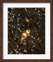 Pair of Anemonefish, Manado, Indonesia Fine Art Print