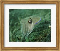 Golden Cuttlefish, Lembeh Strait, Indonesia Fine Art Print