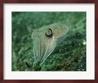 Golden Cuttlefish, Lembeh Strait, Indonesia Fine Art Print