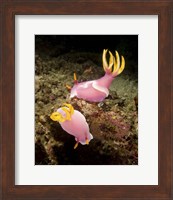 Pair of pink Nudibranchs, Lembeh Strait, Indonesia Fine Art Print