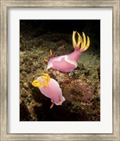 Pair of pink Nudibranchs, Lembeh Strait, Indonesia Fine Art Print