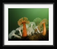 Plumose Anemone in Puget Sound in Seattle Fine Art Print