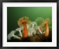 Plumose Anemone in Puget Sound in Seattle Fine Art Print