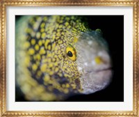 Snowflake Moray Eel in Costa Rica Fine Art Print