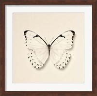 Butterfly II Fine Art Print