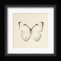 Butterfly II Fine Art Print