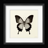 Butterfly III Fine Art Print