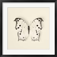 Butterfly IV Fine Art Print
