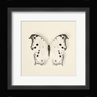 Butterfly IV Fine Art Print