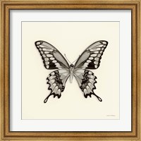 Butterfly VI Fine Art Print