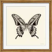 Butterfly VI Fine Art Print
