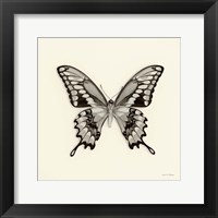 Butterfly VI Fine Art Print