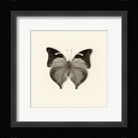 Butterfly VII Framed Print