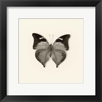 Butterfly VII Framed Print