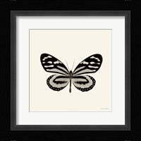 Butterfly VIII Framed Print