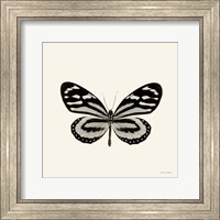 Butterfly VIII Fine Art Print