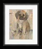 Paco Framed Print