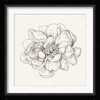 Pen and Ink Florals IV Fine Art Print