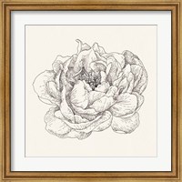 Pen and Ink Florals V Fine Art Print