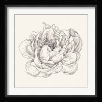 Pen and Ink Florals V Fine Art Print