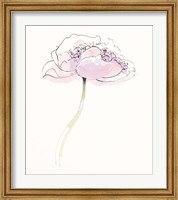 Single Pink Somniferums II on White Fine Art Print