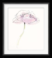 Single Pink Somniferums II on White Framed Print