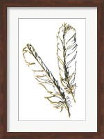 Gilded Red Tailed Hawk Feather Fine Art Print