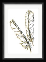 Gilded Red Tailed Hawk Feather Framed Print