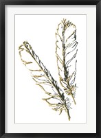 Gilded Red Tailed Hawk Feather Framed Print