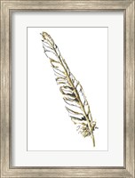 Gilded Swan Feather I Fine Art Print