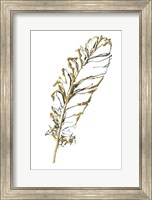 Gilded Turkey Feather I Fine Art Print