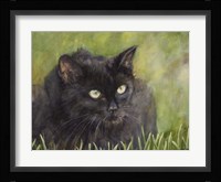 Black Cat Fine Art Print