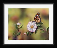 Monarch With Camellia Fine Art Print