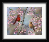 Spring Cardinals Framed Print