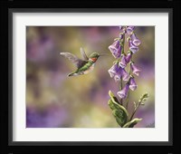 Spring Hummingbird Fine Art Print
